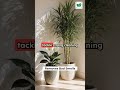 Stop Buying Air Fresheners, These Plants Clean Your Air Instead #plantcare #plants