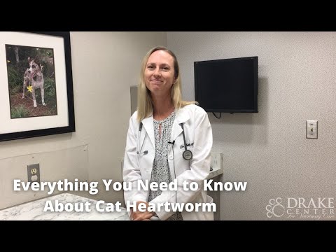 Video: Allt du behöver veta om hjärtmask