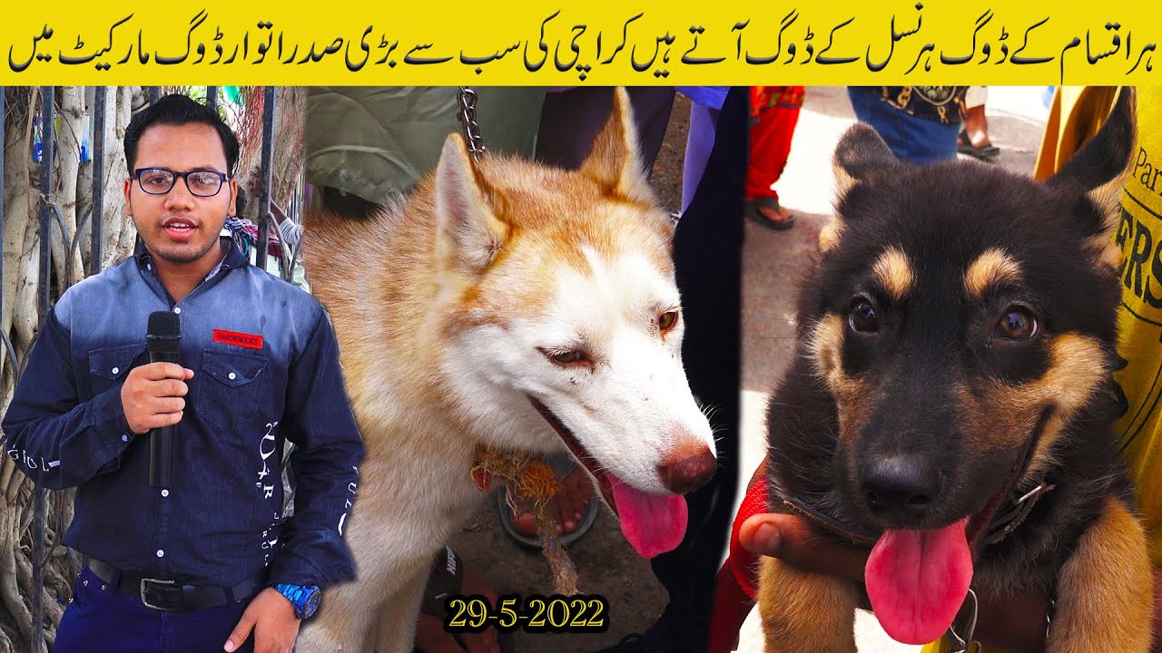 Dogs Market Saddar Karachi 2952022 Rare and all Bread of Dogs at Sunday Dogs Market Karachi