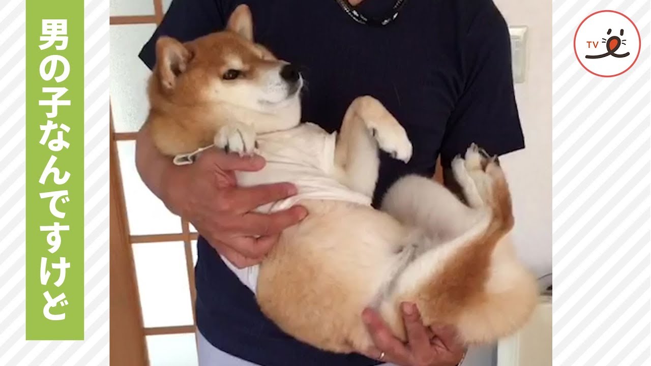 赤ちゃんみたいにお姫様抱っこでリラックスする柴犬さん Peco Tv Youtube