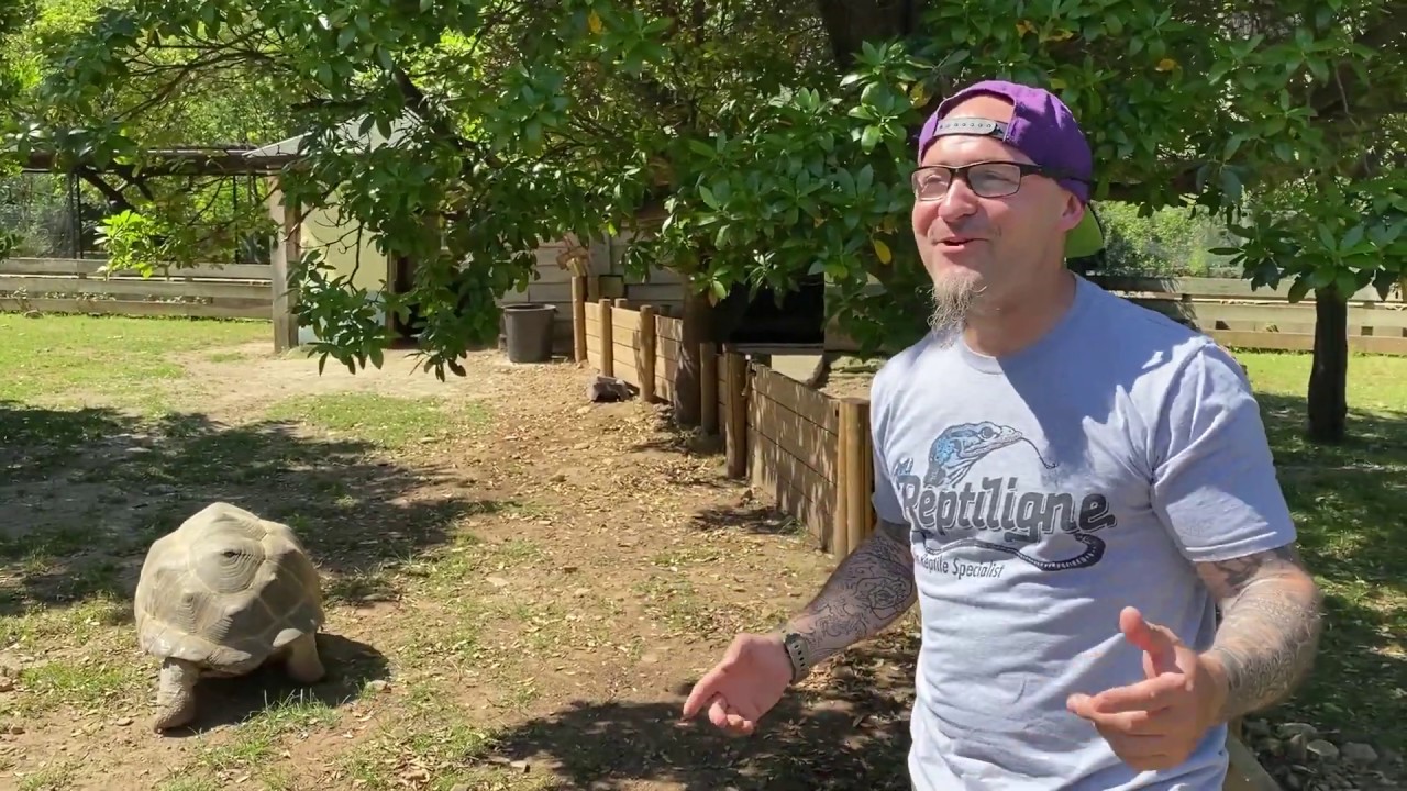 Visite de la Vallée des tortues et rencontre avec Bouffi, un mâle tortue géante de 230 kg !