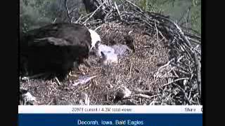 Apr 8 1108am mom feeds the eaglets.wmv