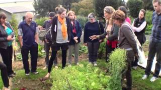 Famous How to Select Chinese Cabbage for Seed Wealth