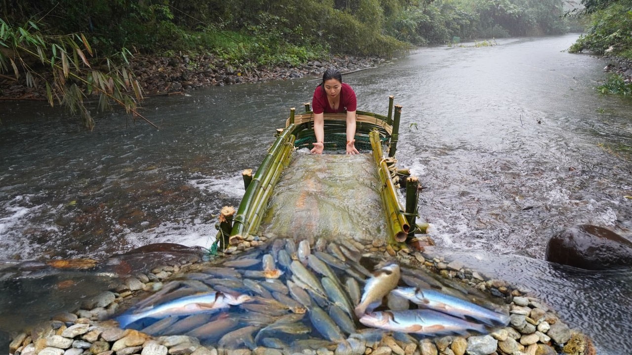 Harvesting fish at the stream: Makes Fish Traps Using bamboo catch many fish