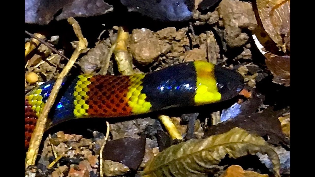 venomous snakes in north america Wild Snakes in the Jungle : Coral Snake under Tin ~Costa Rica Snake~Ahora en español-