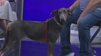 Tailwaggers: Meet Tiana