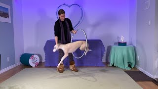 Hoop Jump Novice Dog Trick