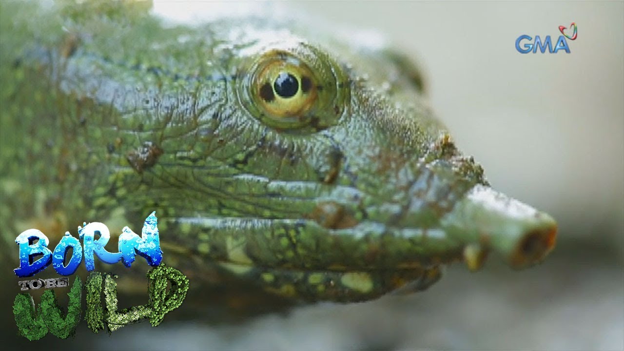 Born to be Wild: The invasion of Chinese Softshell turtles at Pampanga