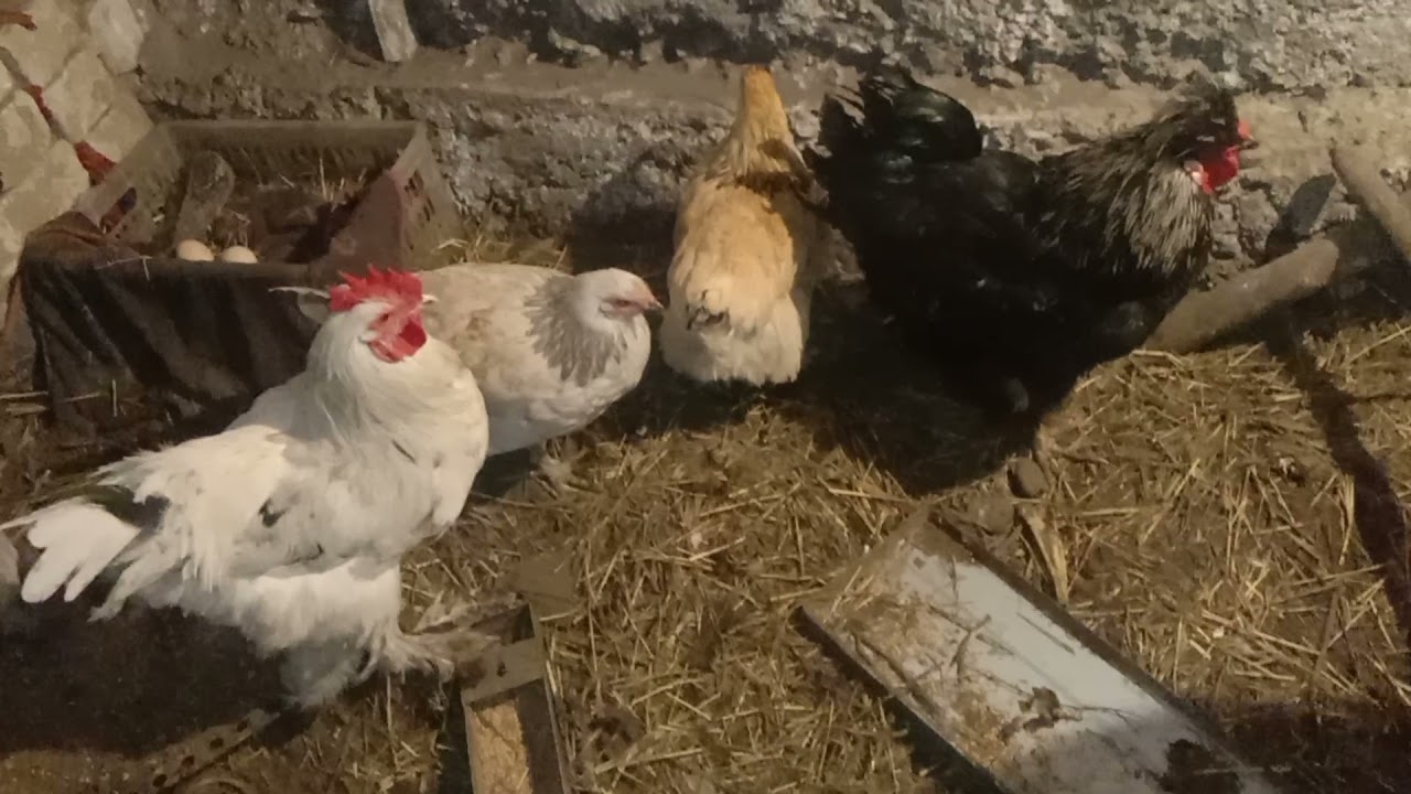 Тауық қораны қалай жылытуға болады. Менің қолданатым тәсілім.