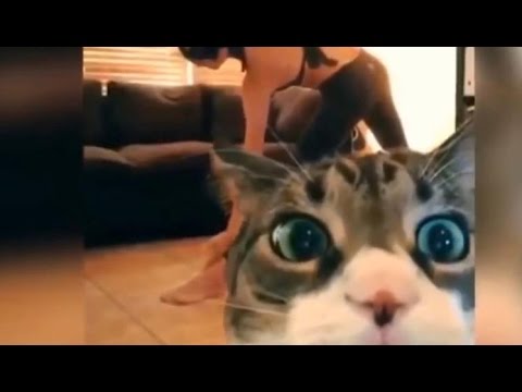 funny-cats-fails-compilation-(vines,-fails-and-funny-moments)