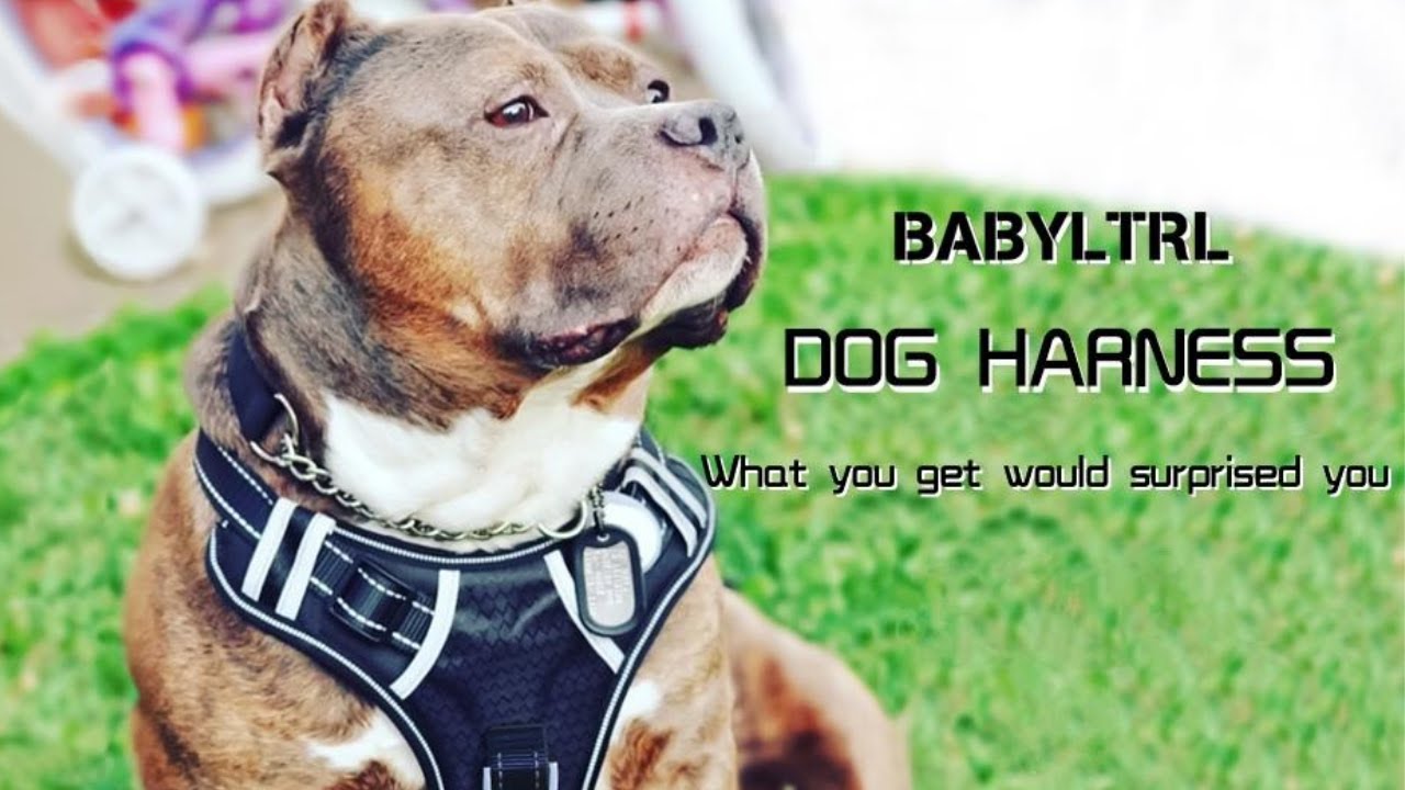 BABYLTRL Big Dog Harness