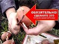 КАРТОФЕЛЬ ПОСАДКА 🌷СДЕЛАЙТЕ ТАК ПЕРЕД ПОСАДКОЙ С КЛУБНЯМИ КАРТОШКИ )ЧЕМ ОБРАБОТАТЬ КЛУБНИ КАРТОФЕЛЯ