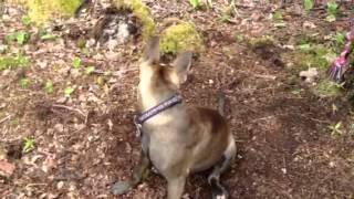 Black Flies Attack Dog Black Flies Dogs
