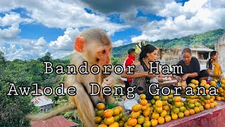 Deng (Monkey ) || Cute Animal || Hakkon Olor Gori Tei Naw Janeh..