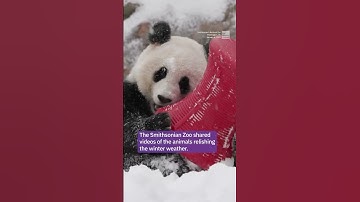 National Zoo Pandas Just Love The Snow
