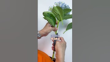 Mẹo hồi sinh hoa cẩm tú cầu, hoa tươi ngay với cách này #meovat #lifehacks #btaskee #chiongmeovat