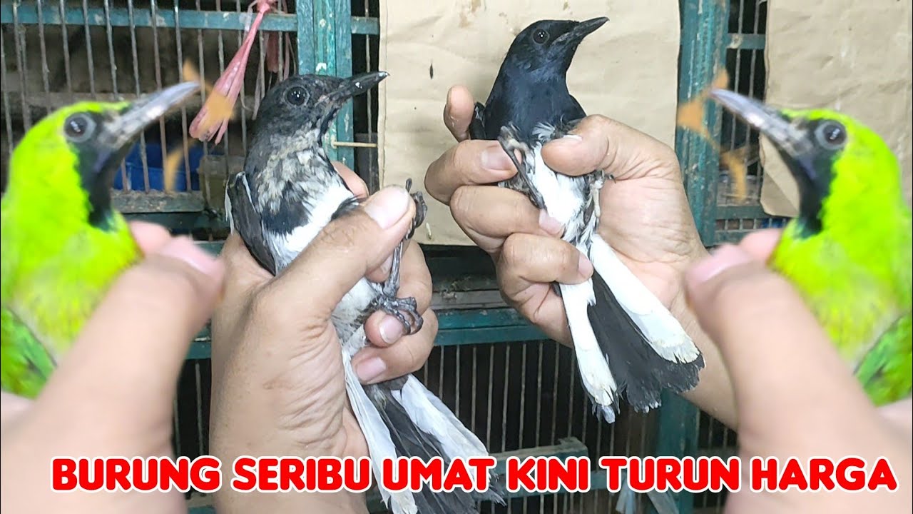 BURUNG SERIBU UMAT KINI TURUN HARGA 