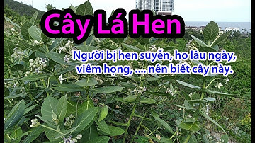 Cây Lá Hen _ Dược liệu Quý điều trị Hen Suyễn , Ho, Tiêu Viêm ... cây thuốc Việt