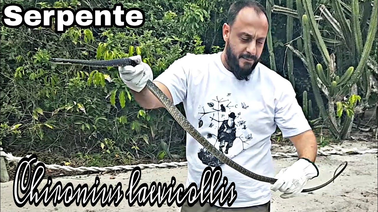 Serpente Chironius laevicollis, com o Biólogo Henrique