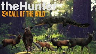 Hawk Edge CB 70 Bow & 7mm Regent Magnum Rifle | The Hunter Call Of the Wild |Emerald Coast Australia