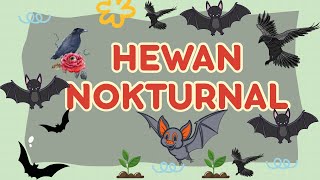Nocturnal Animals | Animals that live at night | Animal Learning for Kids