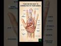 🖐️ Hands Reveal Your Health 🔍 #trending #shortsfeed #edit #troll #shorts #calisthenics #science #yt