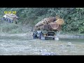 Monstrous Timber Truck Extreme Action - L6 Shaktiman And TATA TC 1212