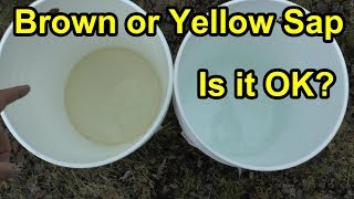 Brown Sap or Yellow Sap - Is My Maple Sap OK #brownsapyellowsapOK #brownmaplesap #yellowsapOK