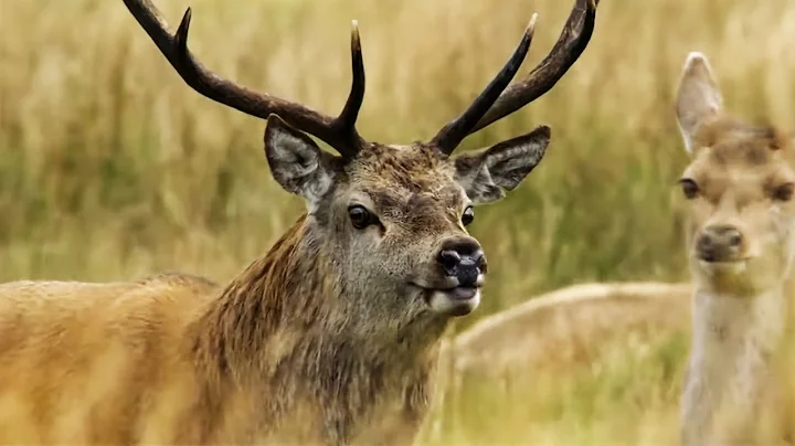 Exploring Britain’s Wild Animals: From Golden Eagles to Goshawks (3H Marathon) thumbnail