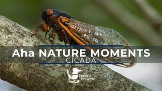 Aha Nature Moments: Cicada