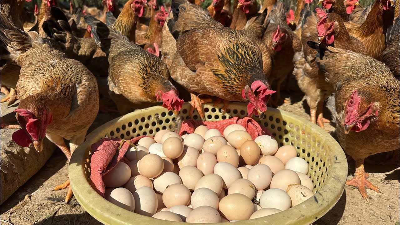 Процесс выращивания 1500 кур свободного выгула для получения мяса и яиц.