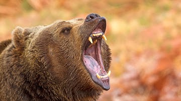 How to trade Bear Call Spreads