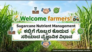 4. Sugarcane Nutrient Management 🌾 ಕಬ್ಬಿಗೆ ಗೊಬ್ಬರ ಕೊಡುವ ಸರಿಯಾದ ವೈಜ್ಞಾನಿಕ ವಿಧಾನ!