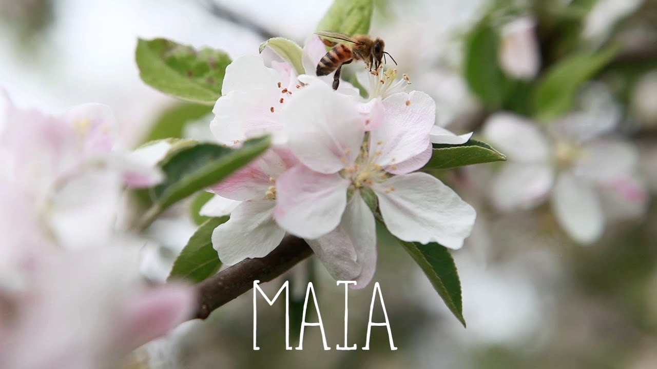 Collectif Pixel - Maia - Mai 2015