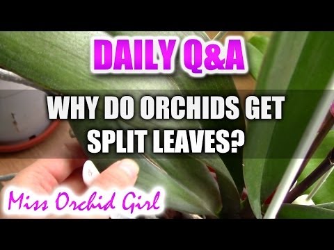 Video: Kas sukelia phalaenopsis lapų skilimą?