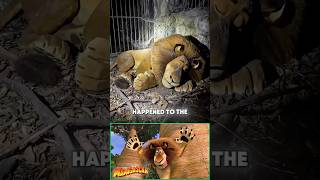 Madagascar Characters is Forgotten💔
