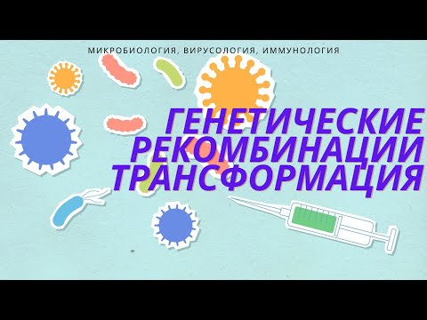 Видео: Что такое рекомбинация в микробиологии?