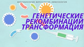 Генетические Рекомбинации. Трансформация И Стадии Трансформации