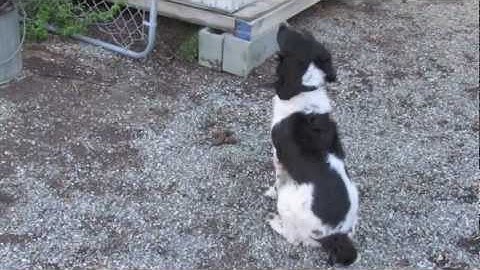 Narcotic Detection Dog Training – Gold Coast K9