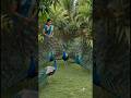 மயில் 🦚#shorts