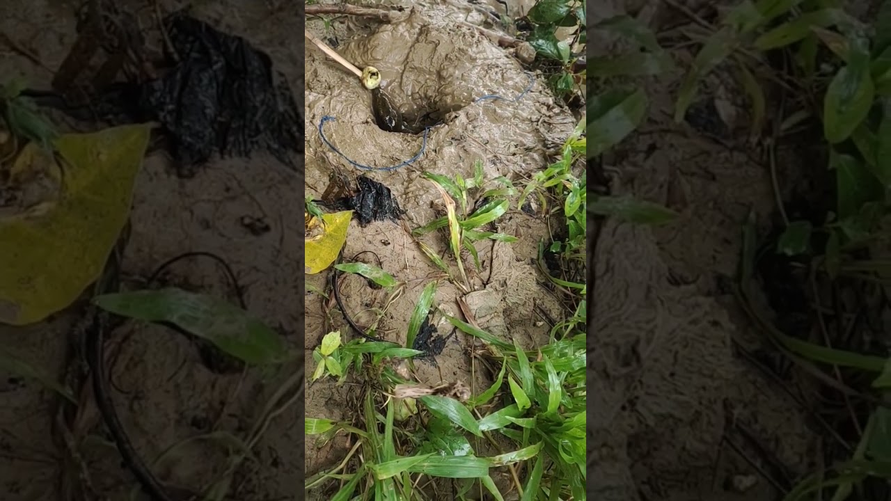 With Fruit Bait, Instant Strike! | Amazing Animal Trap