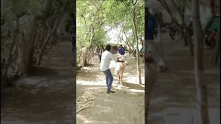 Pk Jallikattu Shorts Video