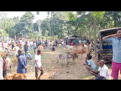 Ampati matchu Bajal niangrimbo