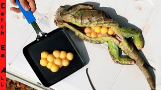 Can you EAT IGUANA EGGS?