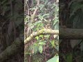 Bundala National Park 유네스코 **생물권보전지역(Biosphere Reserve)**으로 등재 된 곳 여행#wildlife #animals#nigrilabris