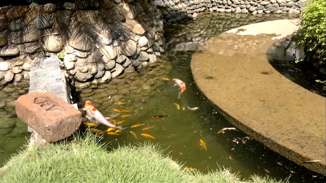 koi pond in india YouTube