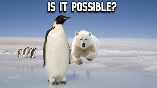 Could Polar Bears Survive In Antarctica?