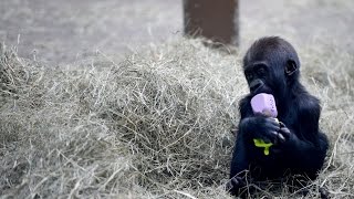 Knoxville Zoo baby gorillas growing up