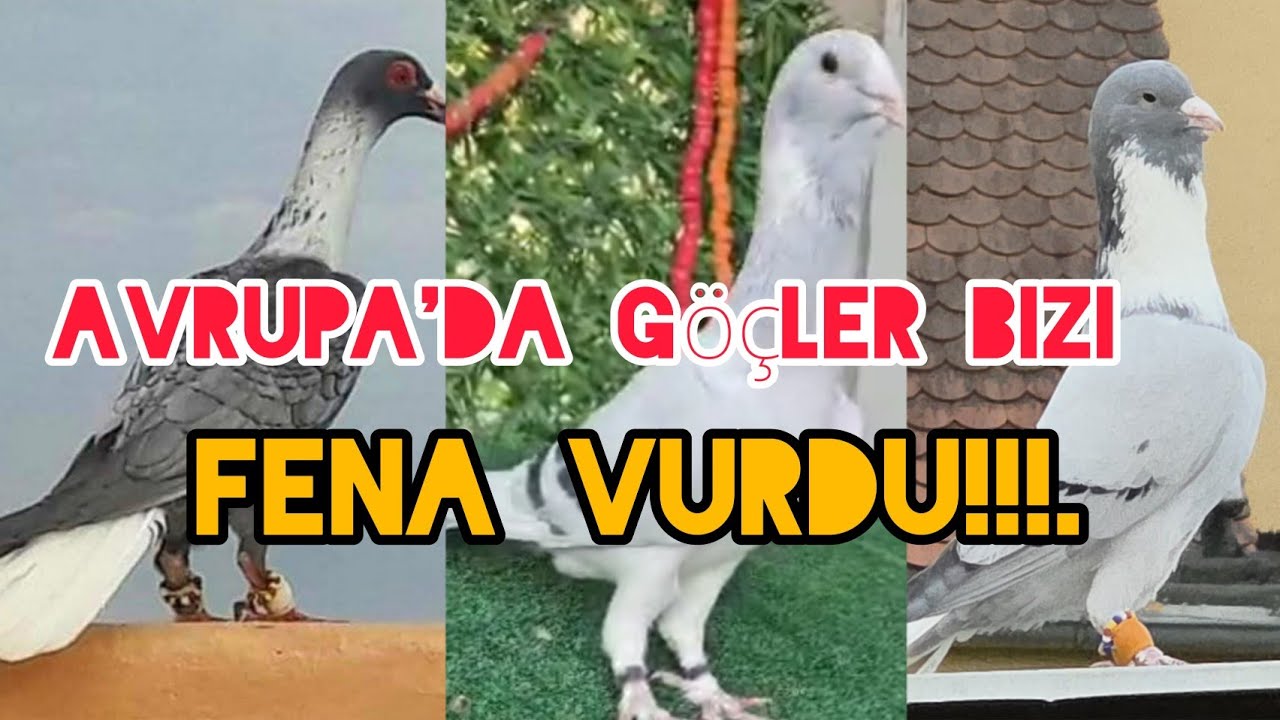 Avrupa'da Göçler Başladı Av Sezonu Açıldı#aksoyfiloelvanguvercinleri 