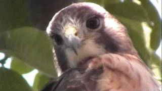 HAWK with Me